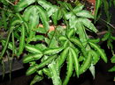 Pteris Cretica